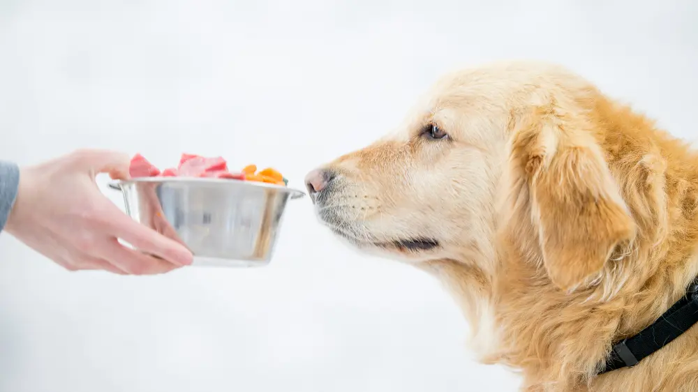 餌を嗅ぐ犬