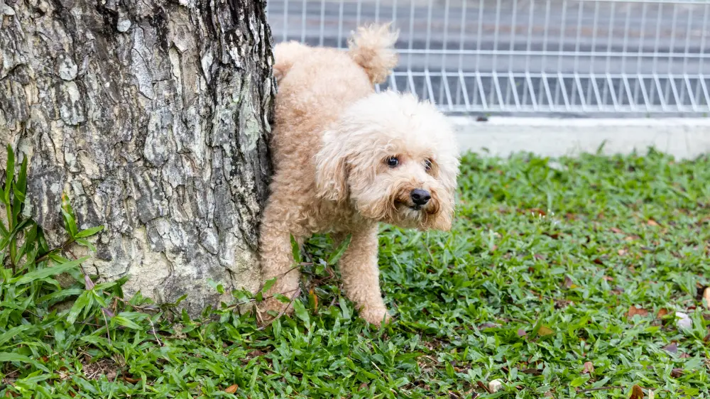 おしっこをする犬