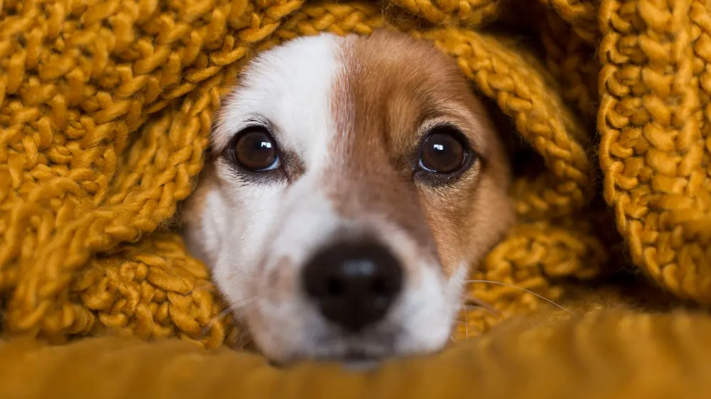 くるまる犬